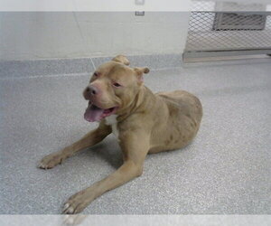 American Pit Bull Terrier Dogs for adoption in Pasadena, TX, USA