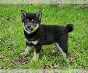 Shiba Inu Puppy for sale in CLARK, MO, USA