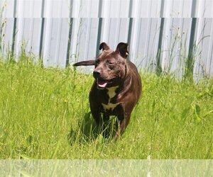 Chaka Khan - Female Mutt Dog for Adoption - Photo #3