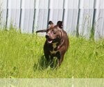 Small #2 Mutt