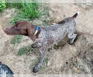 Mother of the German Shorthaired Pointer puppies born on 09/15/2025