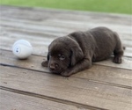 Puppy 8 Labrador Retriever