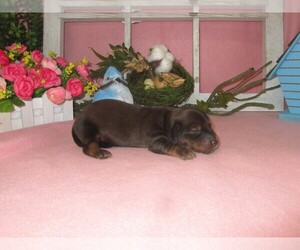 Dachshund Puppy for sale in CHANUTE, KS, USA