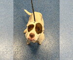 26-423 Amber - Female Mutt Dog for Adoption - Small photo