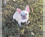 Puppy 1 French Bulldog