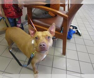 American Staffordshire Terrier-Unknown Mix Dogs for adoption in Ocala, FL, USA