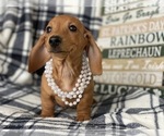 Small Photo #2 Dachshund Puppy For Sale in CEDAR LANE, PA, USA