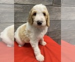 Small Photo #4 Poodle (Standard) Puppy For Sale in RICHMOND, IL, USA