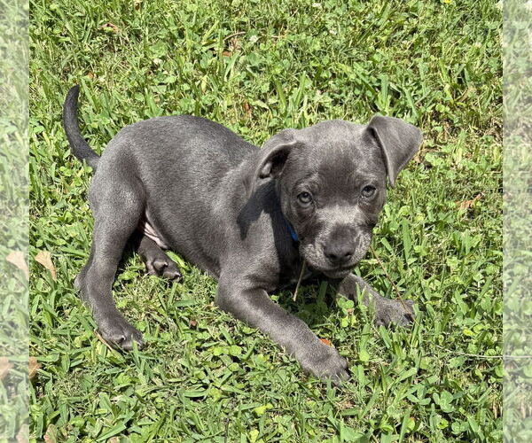 Medium Photo #4 Dachshund-Unknown Mix Puppy For Sale in Rosenberg, TX, USA