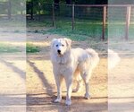 Small #11 Great Pyrenees