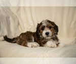 Puppy 3 Poovanese