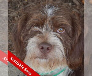 Australian Shepherd-Unknown Mix Dogs for adoption in Huntley, IL, USA