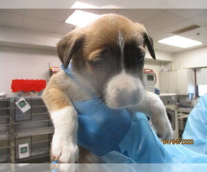 Mutt Dogs for adoption in Oklahoma City, OK, USA