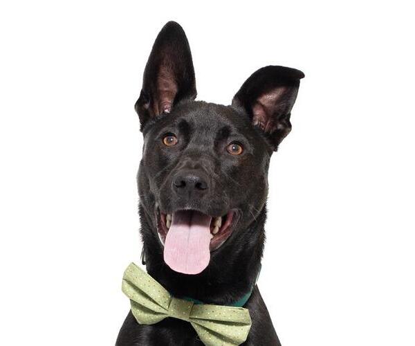 Medium Photo #1 Mutt Puppy For Sale in Santa Maria, CA, USA