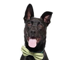 Mutt Dogs for adoption in Santa Maria, CA, USA