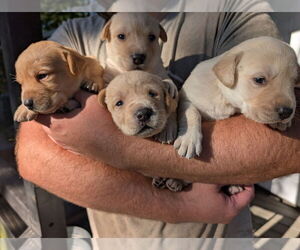 Labrador Retriever Puppy for sale in SHELTON, WA, USA