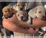 Image preview for Ad Listing. Nickname: Litter of 10
