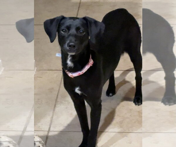 Medium Photo #2 Dachsador Puppy For Sale in The Woodlands, TX, USA