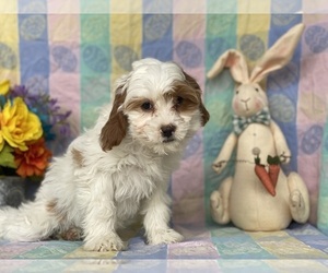 Cavapoo Puppy for sale in LANCASTER, PA, USA