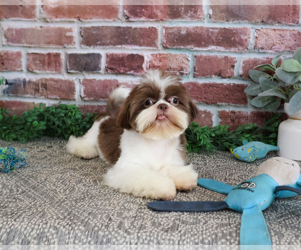 Medium Photo #5 Shih Tzu Puppy For Sale in SYRACUSE, IN, USA