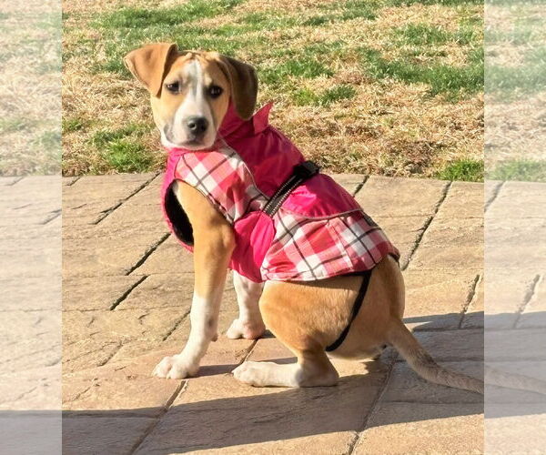 Medium Photo #7 Beagle-Unknown Mix Puppy For Sale in MECHANICSBURG, PA, USA