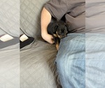 Small #2 Carlin Pinscher