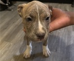 Puppy Prince American Pit Bull Terrier