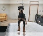 Small #10 Doberman Pinscher