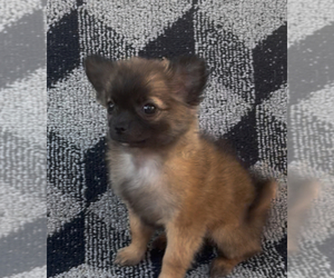 Chihuahua Puppy for sale in EAU CLAIRE, WI, USA