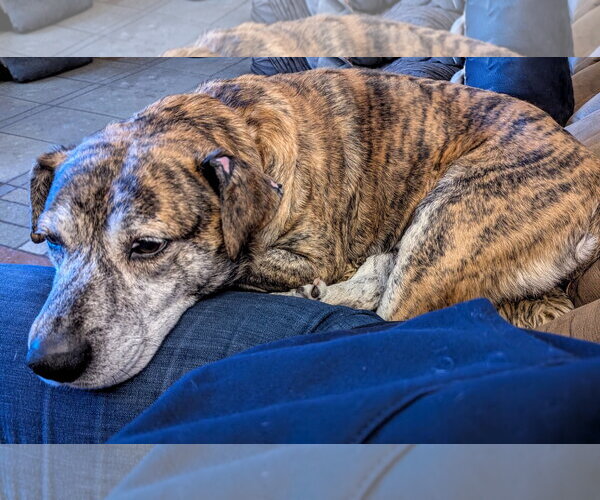 Medium Photo #4 Mountain Cur-Unknown Mix Puppy For Sale in Plainfield, IL, USA