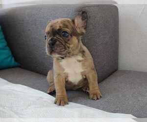 French Bulldog Puppy for sale in Burnaby, British Columbia, Canada