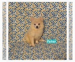 Small #1 Pomimo