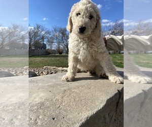 Goldendoodle Puppy for sale in BETHANY, MO, USA