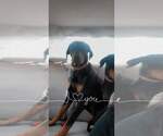 Small Photo #9 Doberman Pinscher-Unknown Mix Puppy For Sale in Escondido, CA, USA