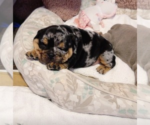 English Bulldog Puppy for sale in PICO RIVERA, CA, USA