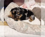 Image preview for Ad Listing. Nickname: Cookie