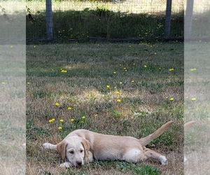Labrador Retriever Puppy for sale in OLYMPIA, WA, USA
