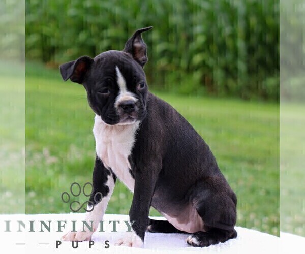 Medium Photo #4 Boston Terrier Puppy For Sale in MANHEIM, PA, USA