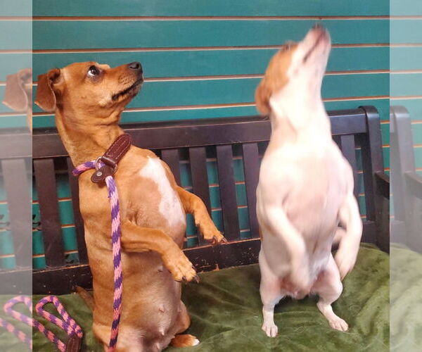 Medium Photo #4 Dachshund-Unknown Mix Puppy For Sale in Amarillo, TX, USA