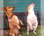 Small #3 Dachshund Mix