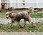 Small Photo #5 Poodle (Standard) Puppy For Sale in LOUISA, VA, USA