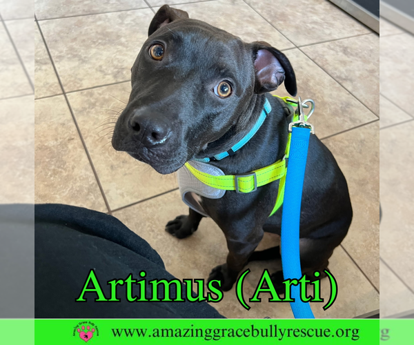 Medium Photo #2 American Staffordshire Terrier-Labrador Retriever Mix Puppy For Sale in Pensacola, FL, USA