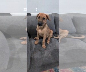 Belgian Malinois-Doberman Pinscher Mix Dogs for adoption in NASHVILLE, TN, USA