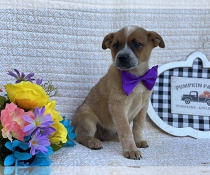 Australian Cattle Dog Puppy for sale in LANCASTER, PA, USA