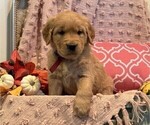 Small Photo #1 Golden Retriever Puppy For Sale in WILLARD, WI, USA
