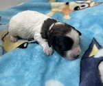 Small #3 YorkiePoo