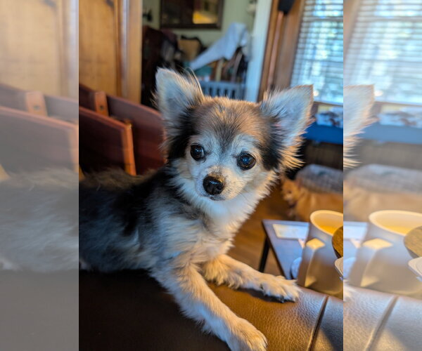 Medium Photo #2 Chihuahua-Unknown Mix Puppy For Sale in Oakhurst, NJ, USA
