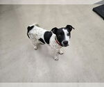 Small American Pit Bull Terrier Mix