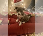 Small Photo #17 American Bully Puppy For Sale in LUBBOCK, TX, USA