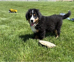 Bernese Mountain Dog Puppy for sale in MIDDLEBURY, IN, USA